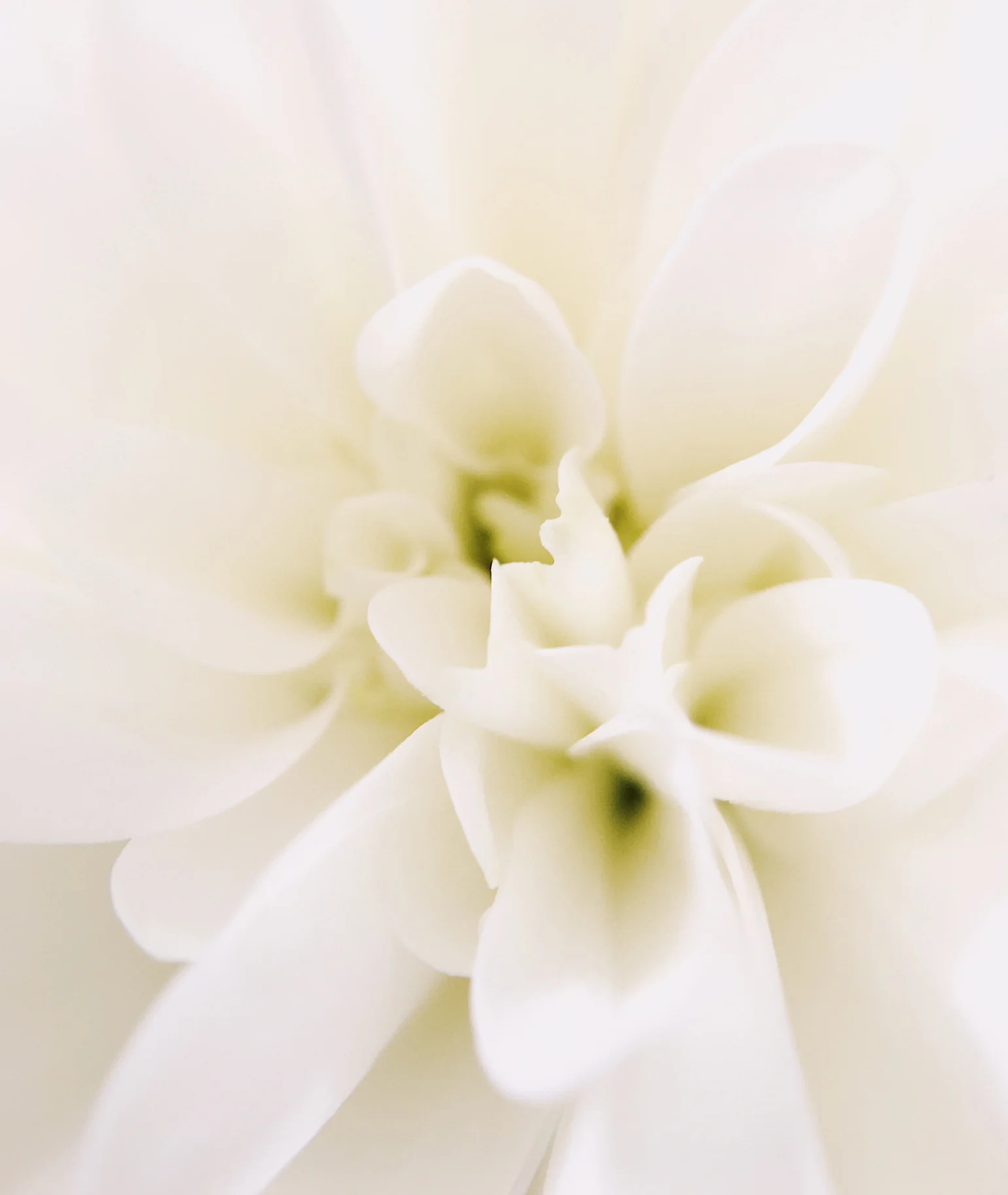 000 Eau de Parfum - Image 4