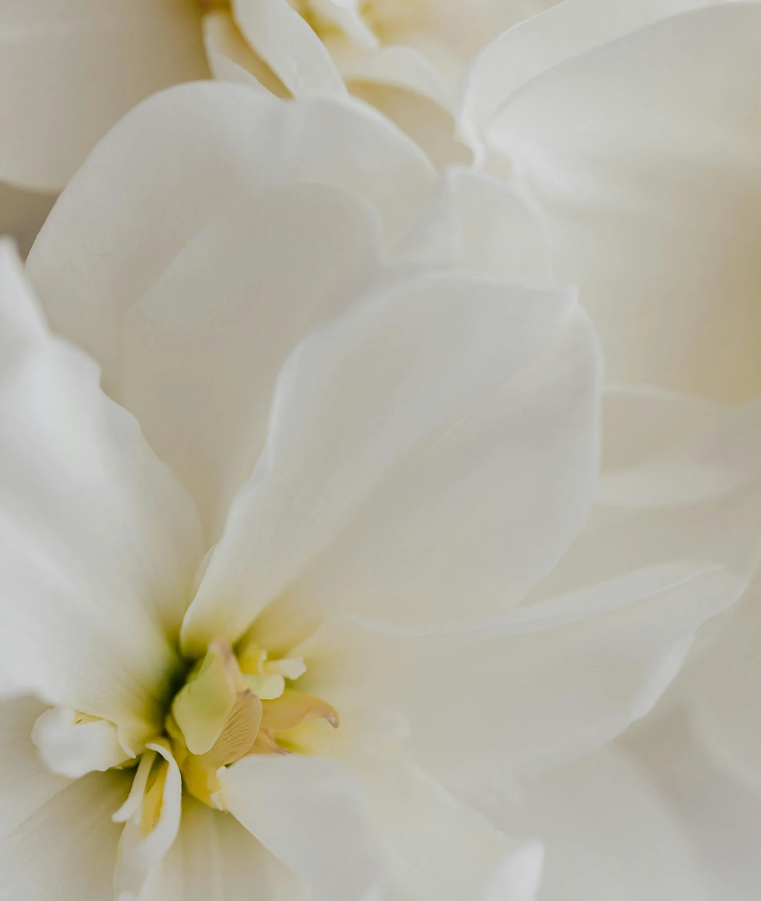 Fleur de Blonde Bundle - Image 5