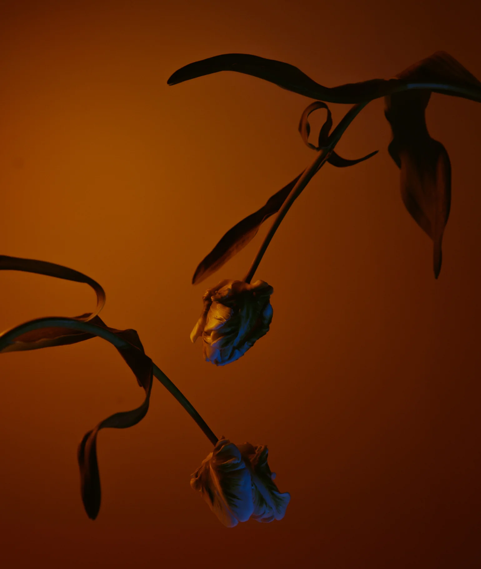 Noir Distillé Eau de Parfum - Image 11