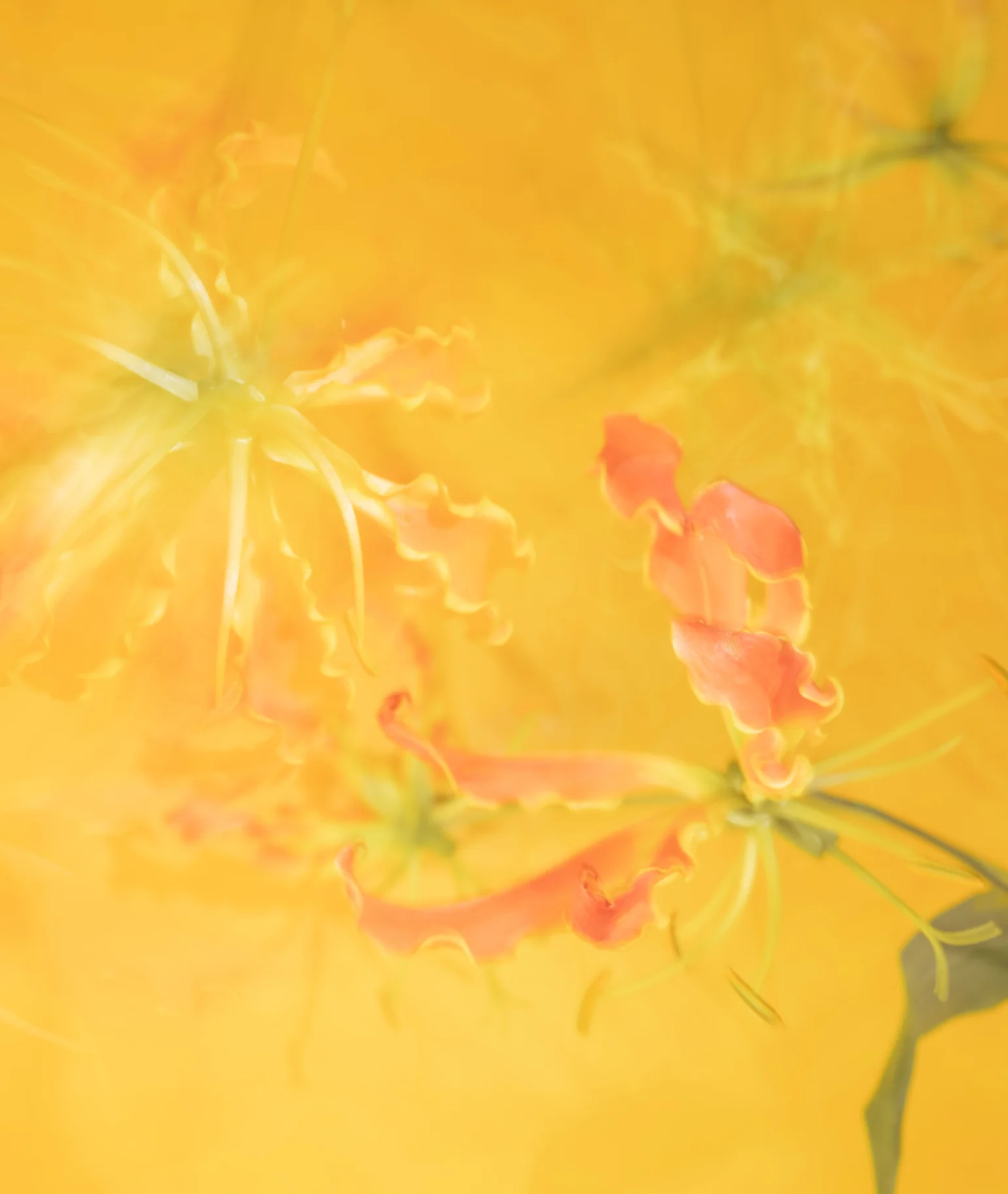 Papaye Tropique Bundle - Image 3