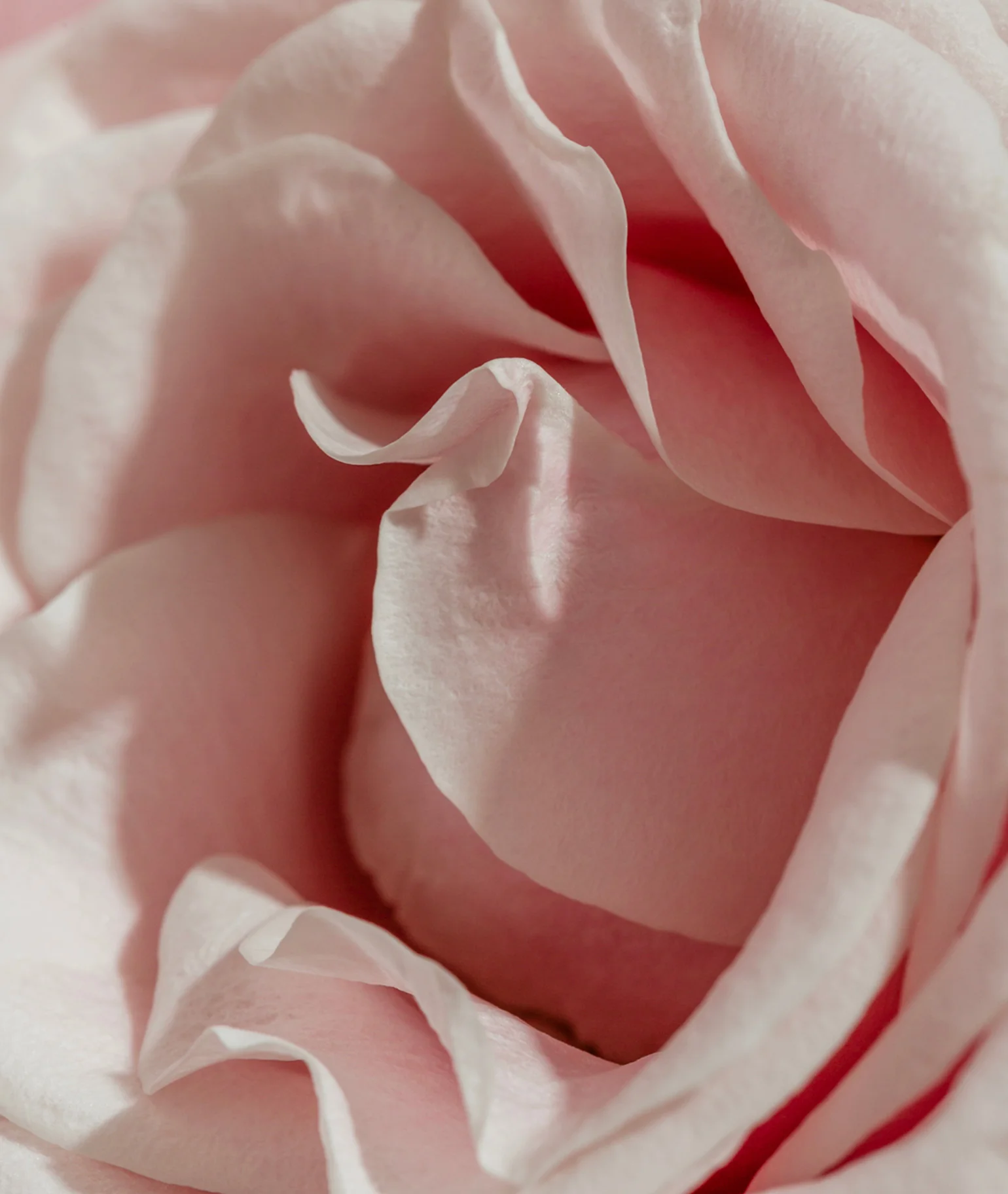 Rose Chocolat Hair & Body Perfume Mist - Image 5
