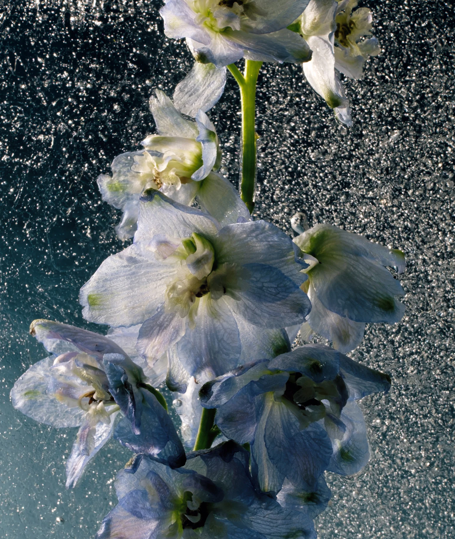 Santal Supreme Perfume Oil - Image 3