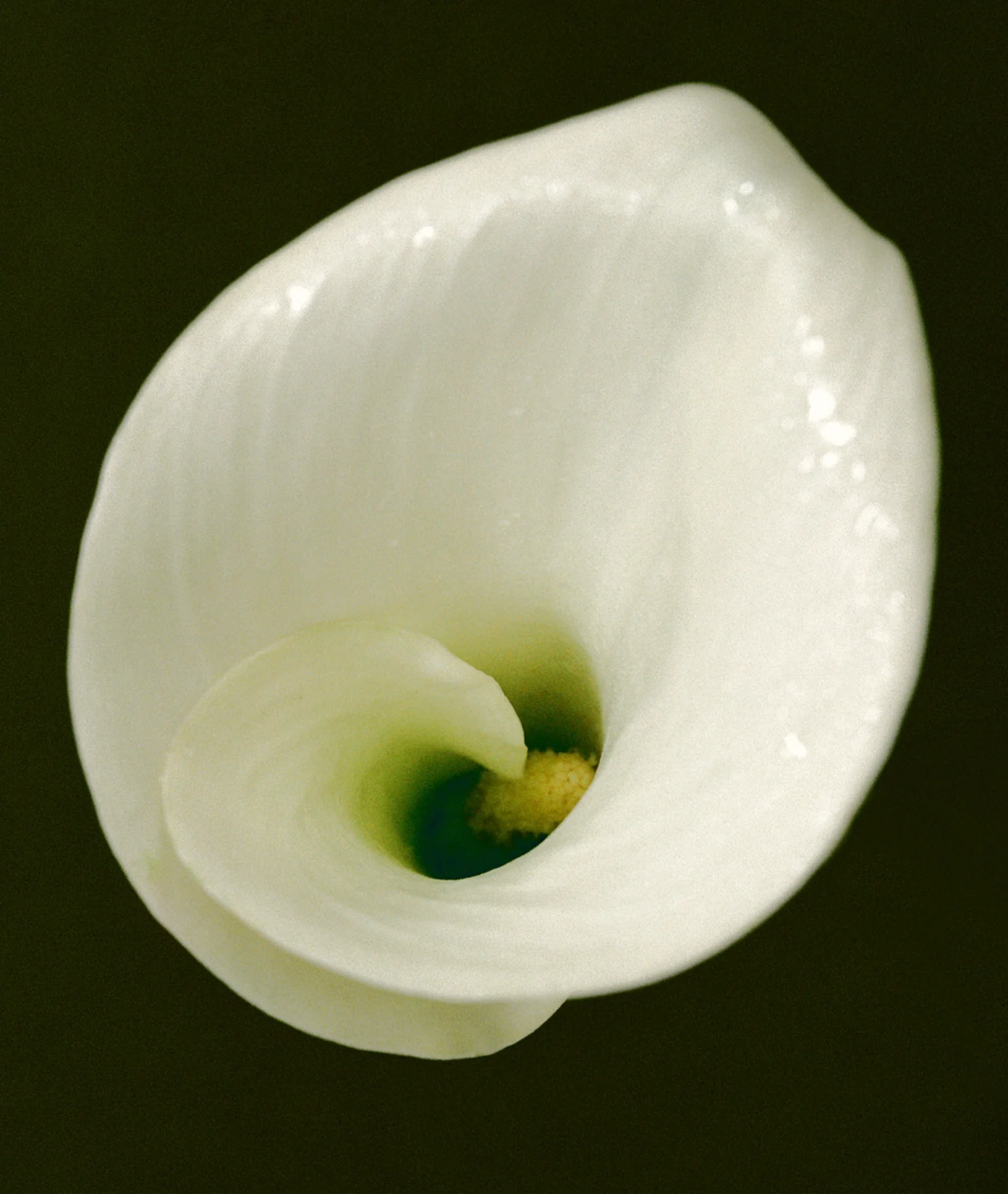 Thé Matcha Eau de Parfum - Image 7